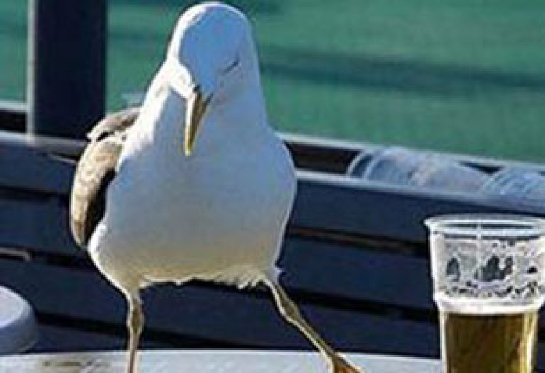 Romanian birds death caused by alcohol poisoning