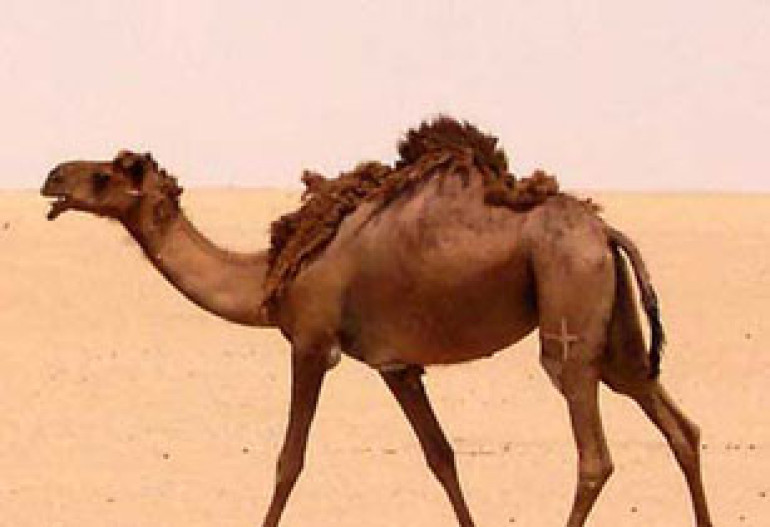 Arab scientists find remedy to cure cancer