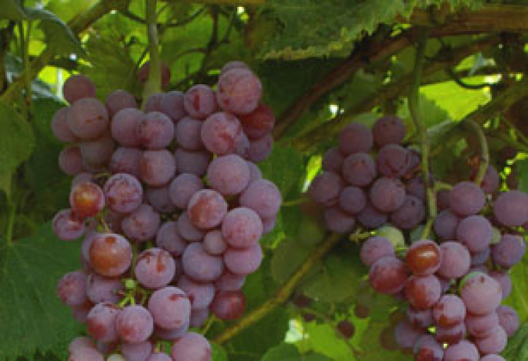 Խաղողն օգնում է ազատվել ավելորդ քաշից
