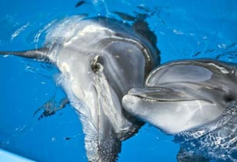 Special working group to conduct studies in Yerevan dolphinarium