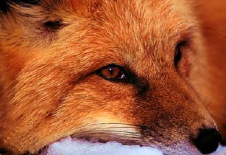 Древние люди cожительствовали с лисами 