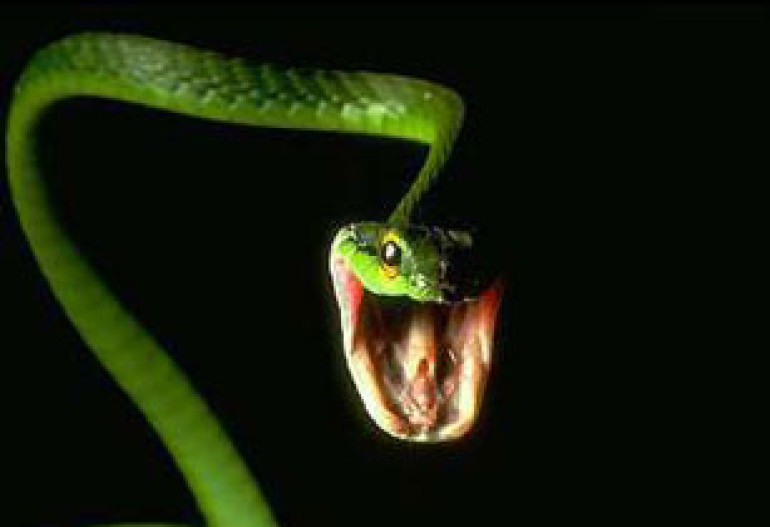 Snake with hidden legs found in Lebanon