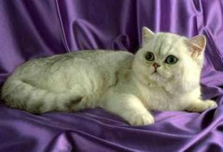 Кошки умеют управлять людьми 