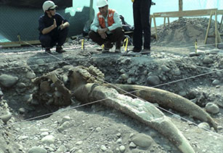 Giant elephant's skull and tusks unearthed in Chile