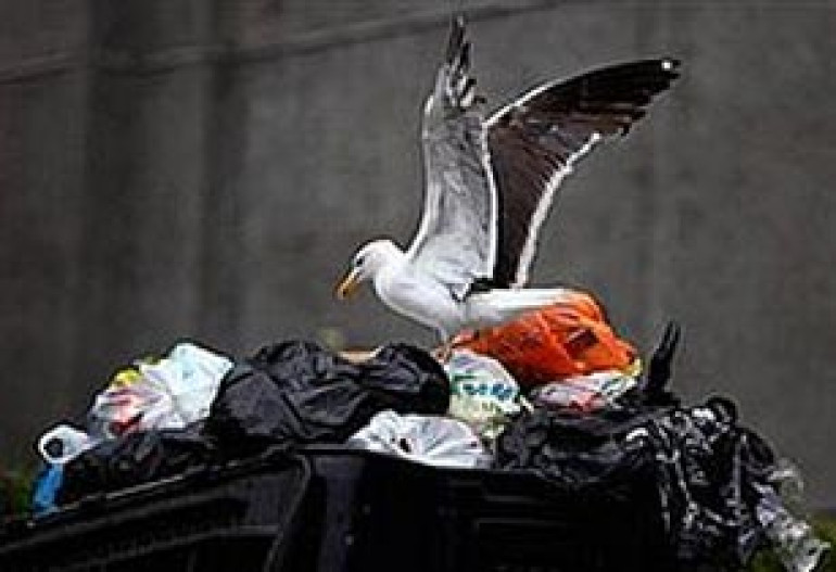  В городах живут только умные птицы
