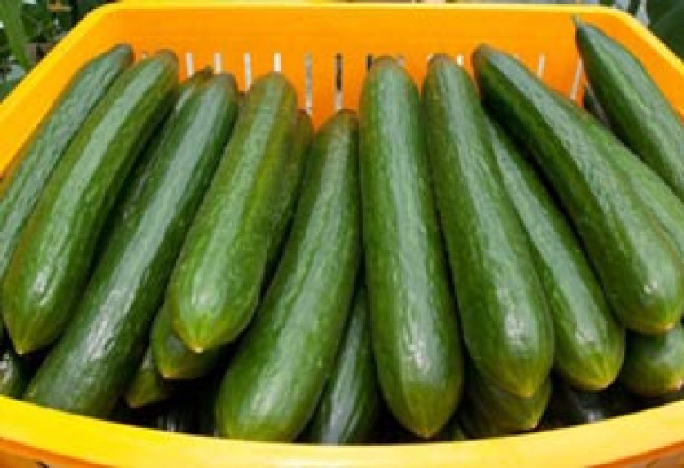 Распространяемый испанскими огурцами вирус не грозит Армении