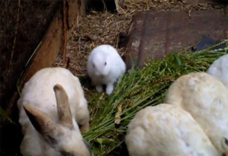 Earless rabbit born in Japan after Fukushima disaster