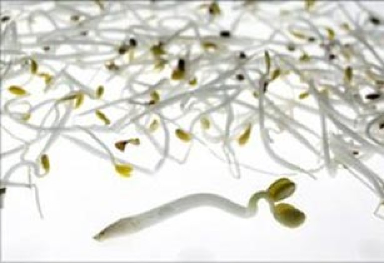 German tests link bean sprouts to deadly E. coli