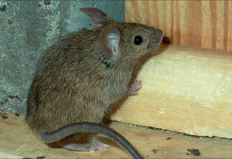 'Super' mouse evolves resistance to most poisons