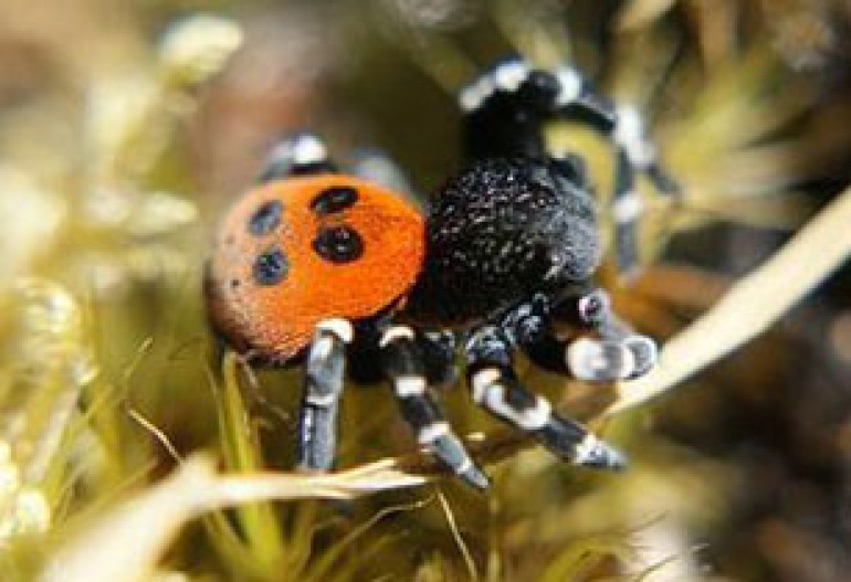 Rare ladybird spiders released in Dorset nature reserve