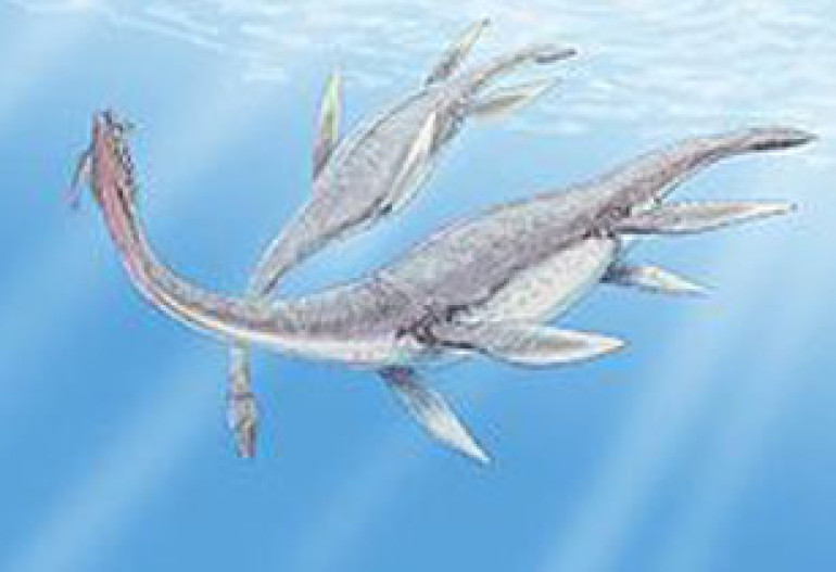 Fossil suggests plesiosaurs not egg-layers