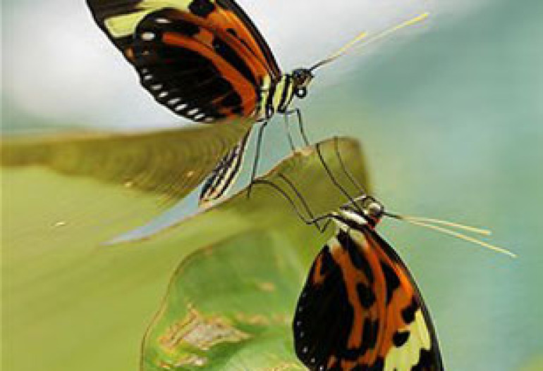 On butterflies' 'self-protection'