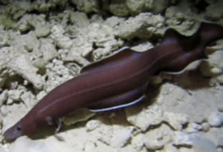 New Pacific eel is a 'living fossil'