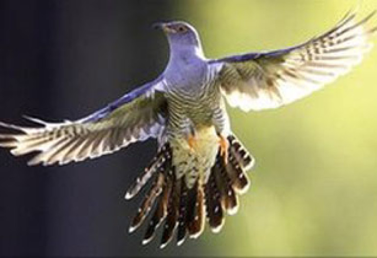 British scientists track cuckoos' journey