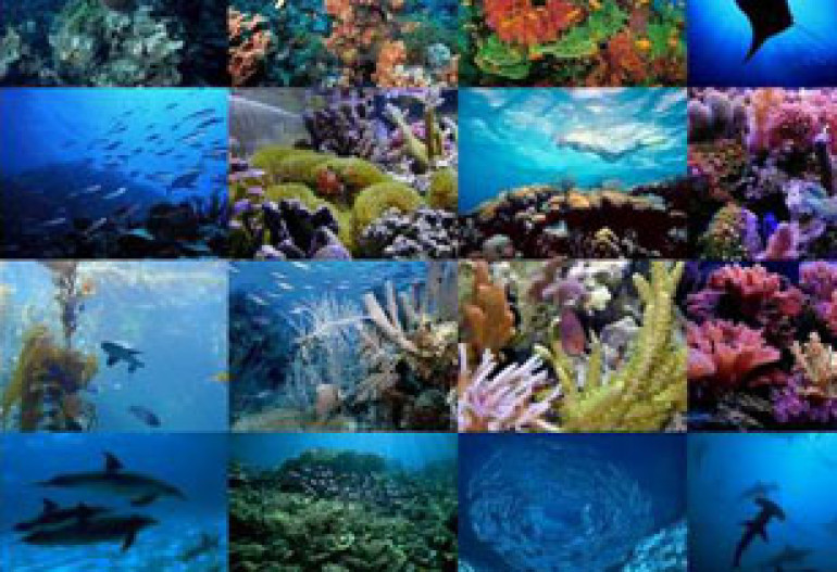 Scientists report 8.7 million species on Earth
