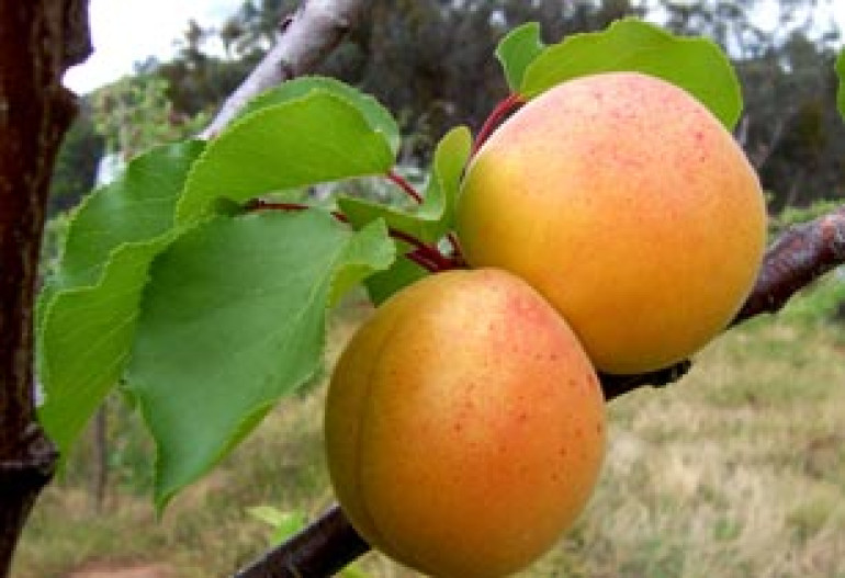 Armenian 'shalakh' apricot risks disappearing, says Slow Food  