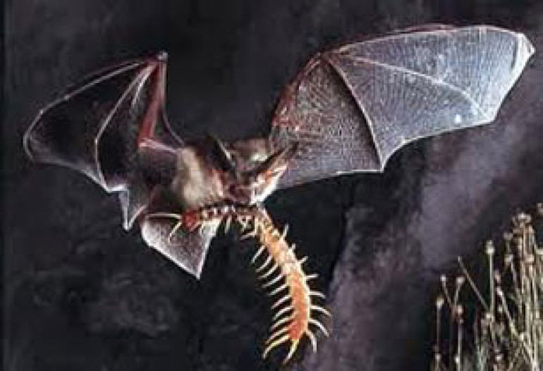Bats eavesdrop to learn to hunt