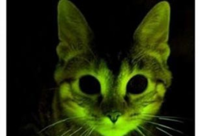 Светящаяся зеленая кошка поможет разработать лекарство от СПИДа