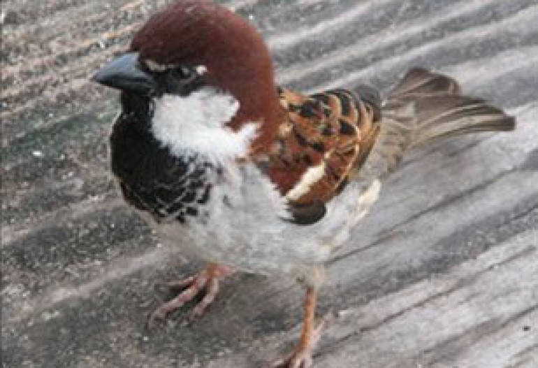Italian sparrow joins family as a new species