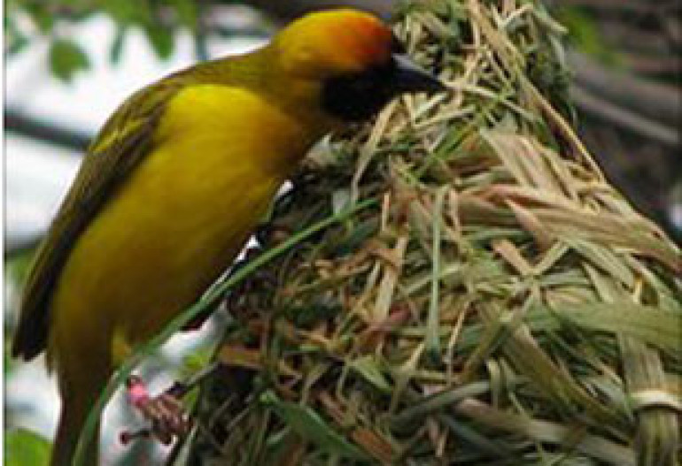 Scientist report birds' art of nest-building