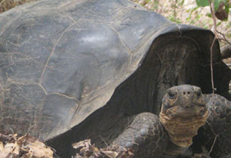 'Extinct' giant tortoises live on