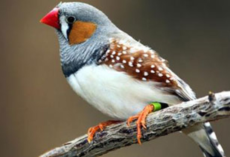 Birds hold genetic key predicting human longevity (video)