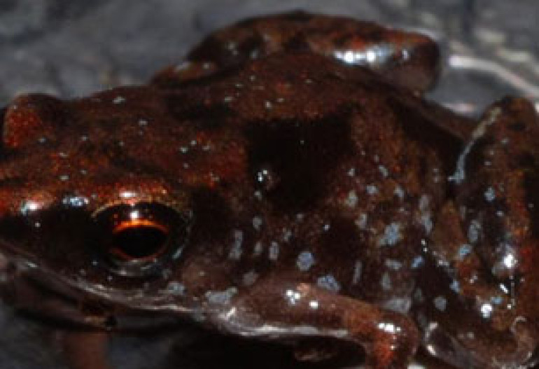 World's tiniest frogs found