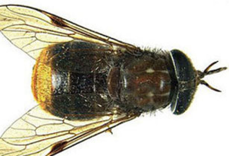Horese fly named after Beyonce