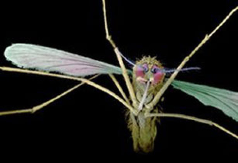 Scientists issue warning on fake malaria drugs