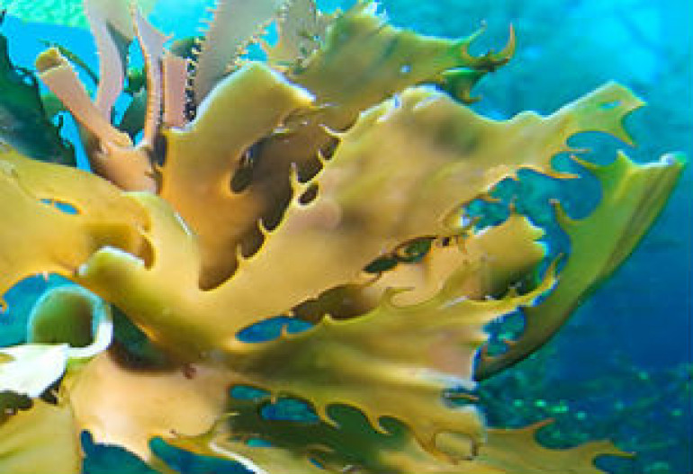 Генетики заставили бактерии производить спирт из макроводорослей (фото)