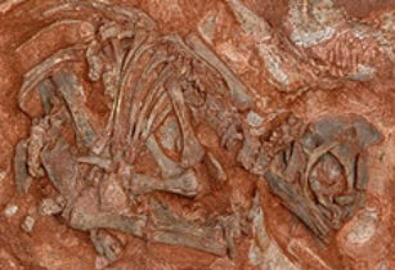 В Африке нашли изумительное гнездо динозавров 