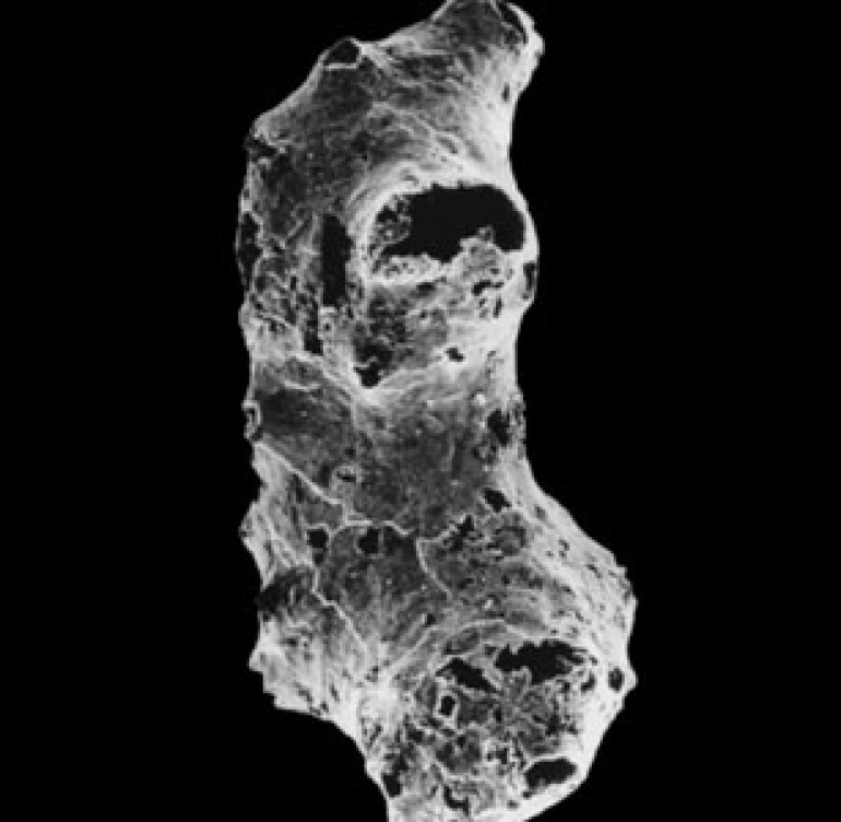 World’s first animal uncovered