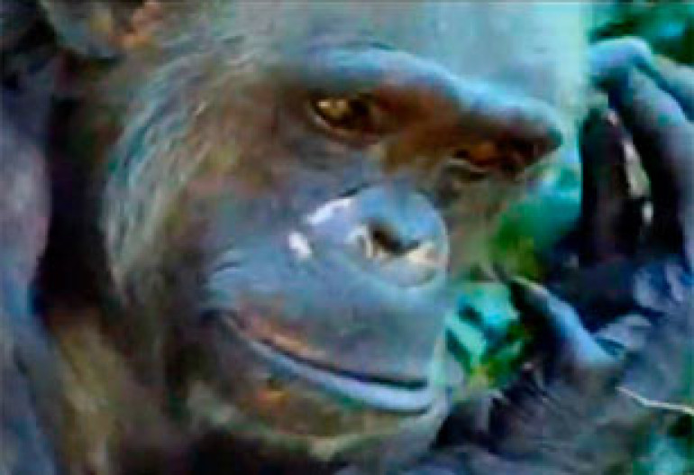 Այումու անունով կապիկն ավելի խելոք է, քան մարդիկ (տեսանյութ)