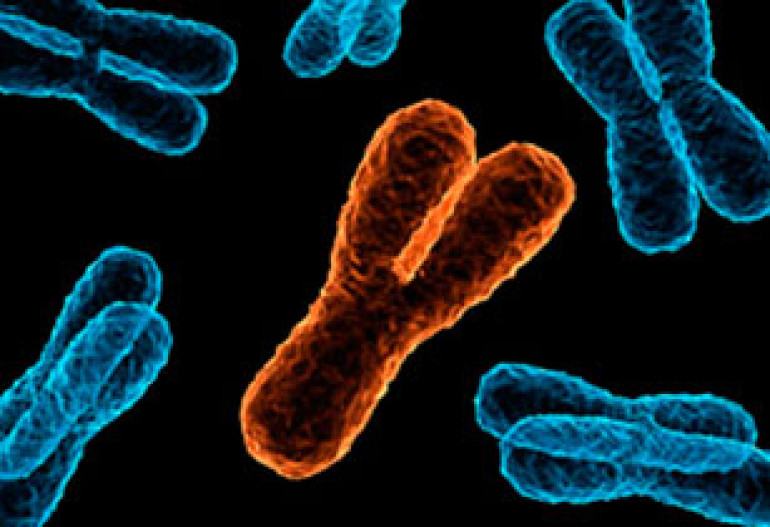 Male Y chromosome may not become extinct