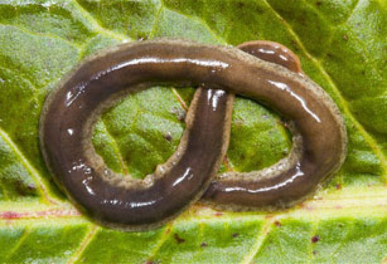 British scientists find immortal worm