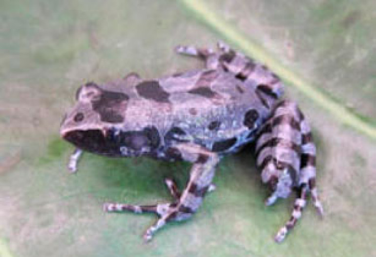 Elusive Bururi long-fingered frog found after 62 year 