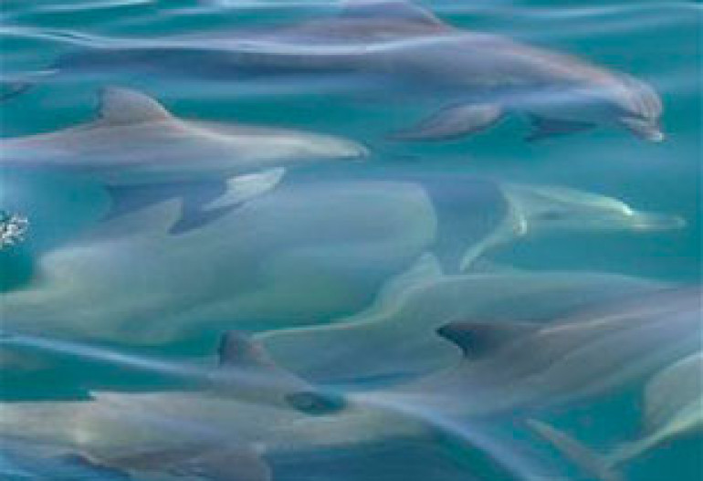 Researchers go deeper into dolphins’ social network  