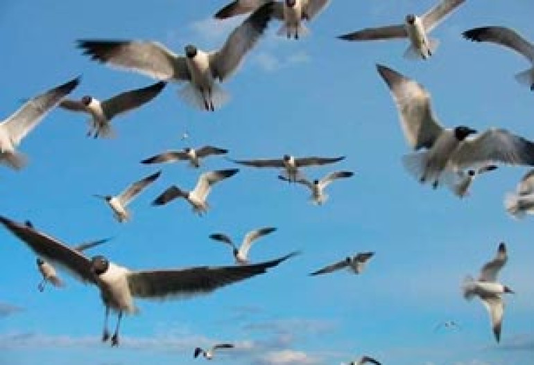 Students’ Art Calls for Further Protection of Birds and Biodiversity in Armenia 