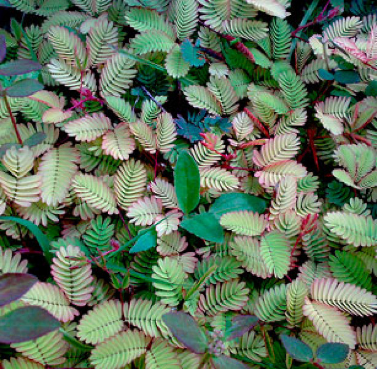 Mimosa Pudica բույսը փակվում է հպումից (տեսանյութեր)