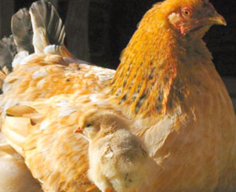 Hen gives birth to eggless chick in Sri Lanka