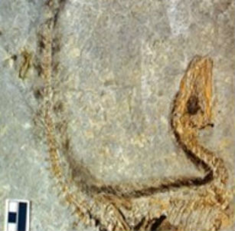 Динозавры оказались коротышками - новая теория вычисления массы