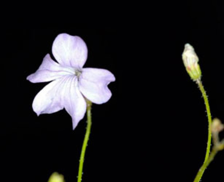 Plants that feed on animals underground discovered