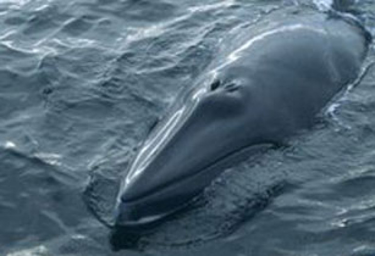 S. Korea unveils scientific whaling proposal