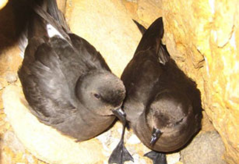 Small petrel seabirds can smell our relatives