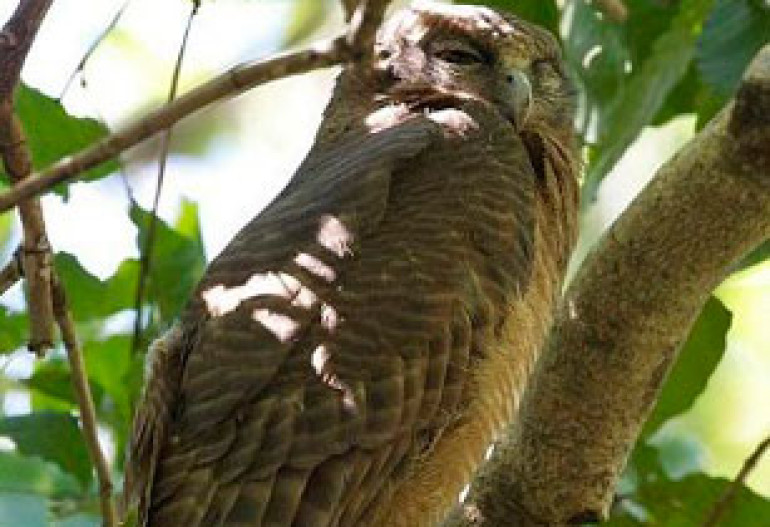 New owl species identified in Philippines  