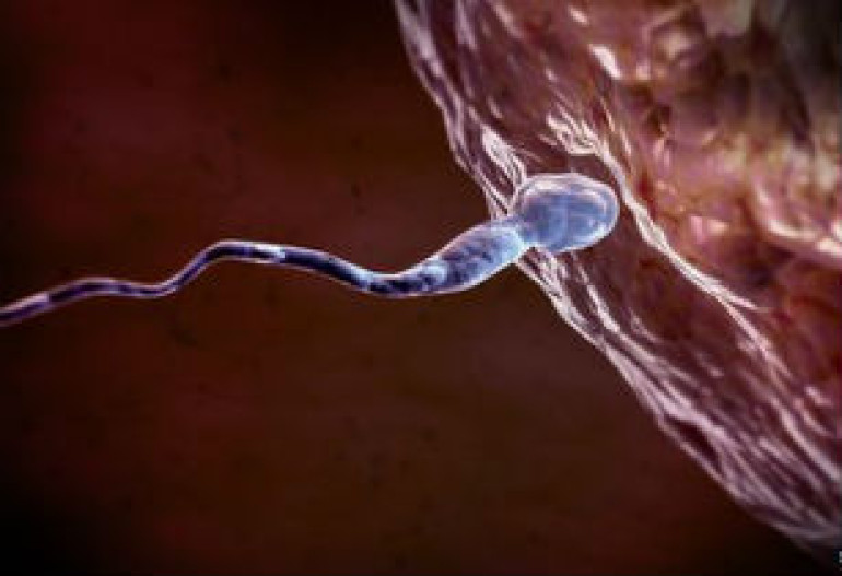 Stem cells may help restore sperm