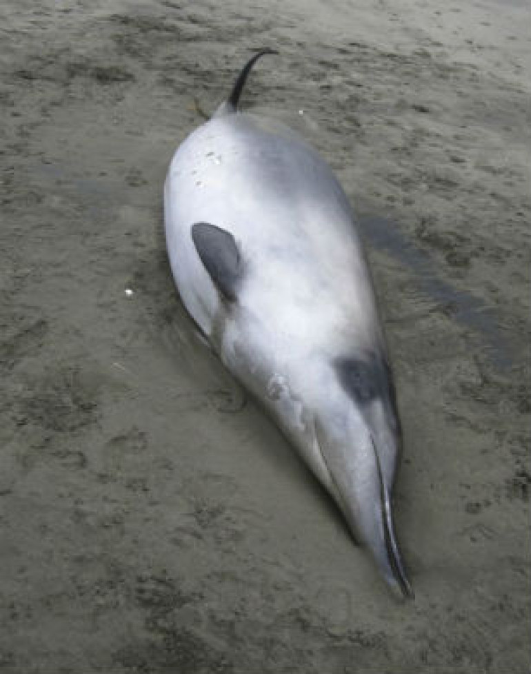 World's rarest whale seen for first time (photos)