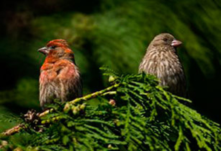 Birds of a feather don't share a sick bed 
