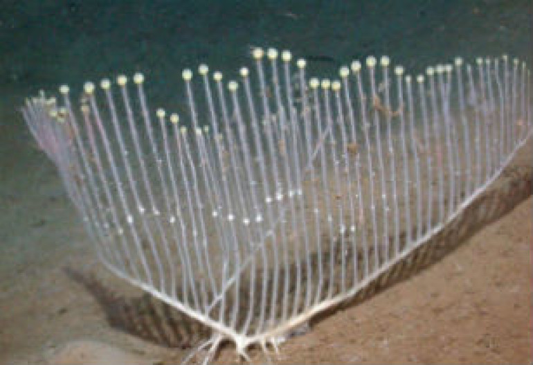 Strange meat-eating sponge discovered in Deep Sea