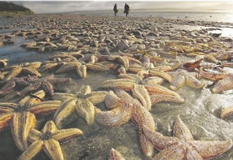 Mysterious stranding on Irish beach involved up to 50,000 starfish